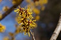 Yellow flowers witch hazel blossoms in early spring. Royalty Free Stock Photo