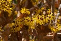 Yellow flowers witch hazel blossoms in early spring. Royalty Free Stock Photo