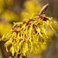 Witch Hazel Hybride, Hamamelis intermedia