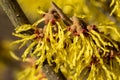 Witch Hazel Hybride, Hamamelis intermedia