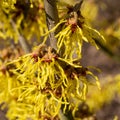 Witch Hazel Hybride, Hamamelis intermedia