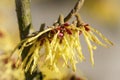 Witch Hazel Hybride, Hamamelis intermedia