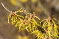 Witch Hazel Hybride, Hamamelis intermedia