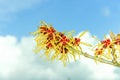 Witch Hazel Royalty Free Stock Photo