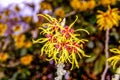 Witch Hazel Royalty Free Stock Photo