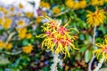 Witch Hazel