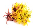 Witch hazel and wintersweet Royalty Free Stock Photo