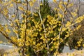 Witch hazel that yellow beautiful flowers bloom early spring. Royalty Free Stock Photo