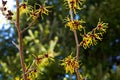 Witch hazel that yellow beautiful flowers bloom early spring. Royalty Free Stock Photo