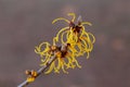Witch hazel that yellow beautiful flowers bloom early spring. Royalty Free Stock Photo