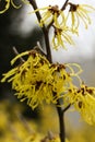 Witch hazel yellow beautiful flowers bloom early spring. Royalty Free Stock Photo