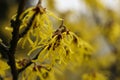 Witch hazel yellow beautiful flowers bloom early spring. Royalty Free Stock Photo