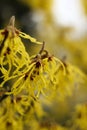 Witch hazel yellow beautiful flowers bloom early spring. Royalty Free Stock Photo