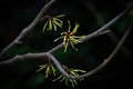 Witch hazel