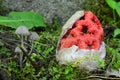 Witch heart mushroom Royalty Free Stock Photo