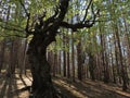 The Witch - Old Humpbacked Beech Tree