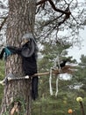 A witch perches on a tree branch with a broom in a forest under the sky Royalty Free Stock Photo