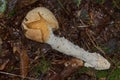 WitchÃ¢â¬â¢s egg with Common stinkhorn