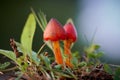 Witch`s hat Hygrocybe conica on a meadow in autumn