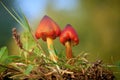 Witch`s hat Hygrocybe conica on a meadow Royalty Free Stock Photo