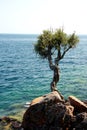 Witch Tree or Little Cedar Spirit Tree Royalty Free Stock Photo