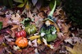 Witch Zelda cleans her pumpkins from maple leaves Royalty Free Stock Photo