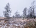 Witches` broom birch and young pine in winter landscape