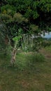 Witchcraft Tree and witch symbols of Witchcraft , Westdown Glenofen Dartmoor-National-Park Devon uk