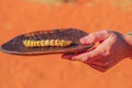 Witchetty grub Bush Tucker