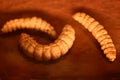 Witchetty grubs Endoxyla leucomochla insect Royalty Free Stock Photo