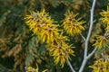 Witchhazel HamamelisÂ Brevipetala deep ochre-yellow crinkled flowers Royalty Free Stock Photo