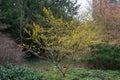 Witchhazel Hamamelis x intermedia Adio shrub with pale yellow flowers Royalty Free Stock Photo