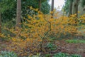 Witchhazel Hamamelis x intermedia Aphrodite shrub with warm orange flowers Royalty Free Stock Photo