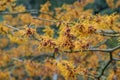 Witchhazel Hamamelis x intermedia Aphrodite warm orange flowers Royalty Free Stock Photo