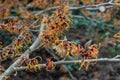 Witchhazel Hamamelis x intermedia Gingerbread, golden-orange flowers Royalty Free Stock Photo