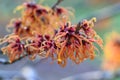 Witchhazel Hamamelis x Intermedia Jelena, striking orange-red-yellow flowers Royalty Free Stock Photo