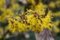 Witchhazel Hamamelis x intermedia Nina pure yellow flowers in close-up Royalty Free Stock Photo