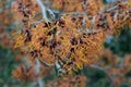 Witchhazel Hamamelis x intermedia Spanish Spider orange flowers Royalty Free Stock Photo