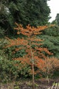 Witchhazel Hamamelis x intermedia Spanish Spider shrub with orange flowers Royalty Free Stock Photo