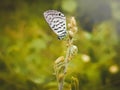 White butterfly natur 4k photo