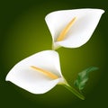 Wite calla flowers