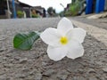 Wite Kenanga Flower fall in the road
