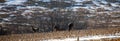 Wite-tailed deer (Odocoileus virginianus) eating in a Wisconsin cornfield in spring Royalty Free Stock Photo