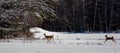 Wite-tailed deer (Odocoileus virginianus) running in a snow covered Wisconsin field Royalty Free Stock Photo