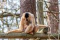 Withandgibbon sits on a beam and looks at him young on his stomach