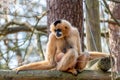 Withandgibbon sits on a beam and looks rong with a baby on his stomach