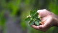 Withania Somnifera, Ashwagandha, Indian Ginseng, Poison Gooseberry