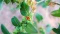 Withania Somnifera, Ashwagandha, Indian Ginseng, Poison Gooseberry