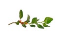 Withania somnifera fresh leaves, white background, known commonly as ashwagandha Its roots and orange-red fruit have been used for Royalty Free Stock Photo
