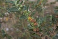 Withania somnifera plant close up